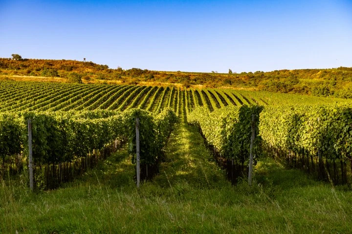 Znovin vinicni trat podhori 6913674b97f3f