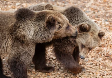 Krkonoše otevírají Medvědí stezku: Medvěd hnědý se symbolicky vrací po 300 letech