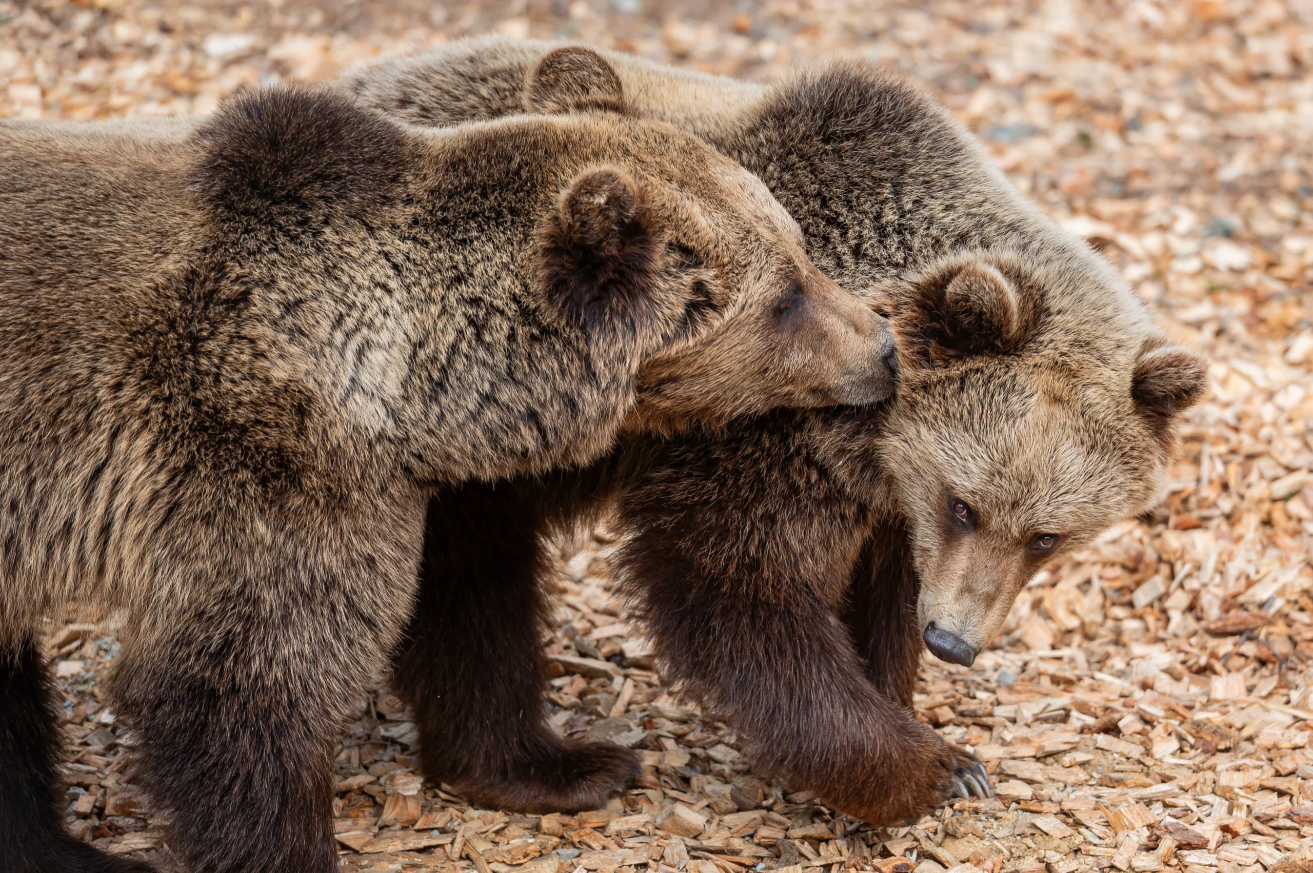 Medvedi stezka foto jan bartos stezka korunami stromu krkonose 30 69c39d2aafc42